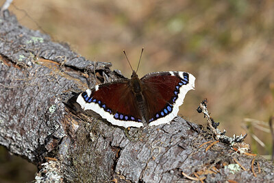 BUITEN BEELD Foto: 430246