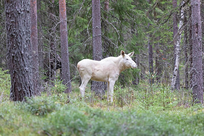 BUITEN BEELD Foto: 430254