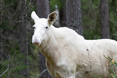 BUITEN BEELD Foto: 430257