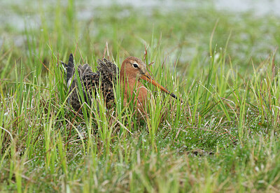 BUITEN BEELD Foto: 430291