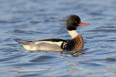 BUITEN BEELD Foto: 430315