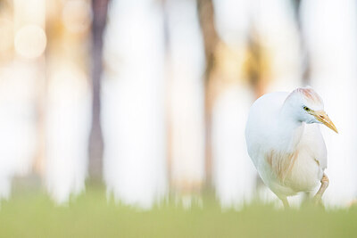 BUITEN BEELD Foto: 430336