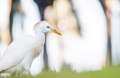 BUITEN BEELD Foto: 430338