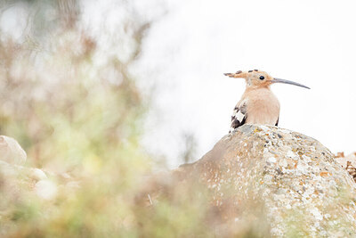 BUITEN BEELD Foto: 430351