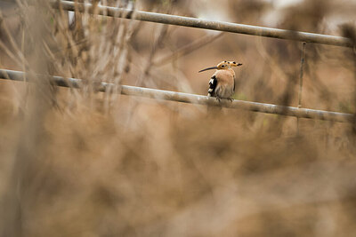 BUITEN BEELD Foto: 430352