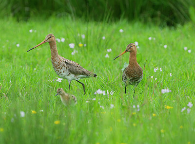 BUITEN BEELD Foto: 430370