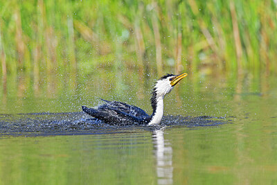 BUITEN BEELD Foto: 430372