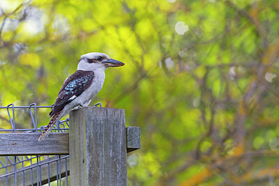 BUITEN BEELD Foto: 430376