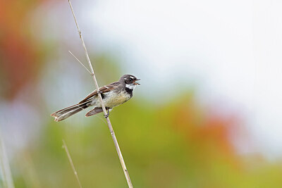 BUITEN BEELD Foto: 430387