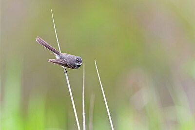 BUITEN BEELD Foto: 430388