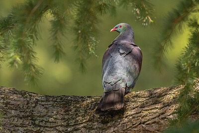 BUITEN BEELD Foto: 430406