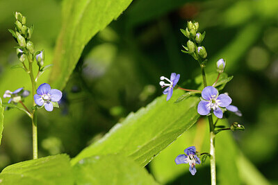 BUITEN BEELD Foto: 430440