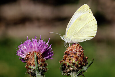 BUITEN BEELD Foto: 430443