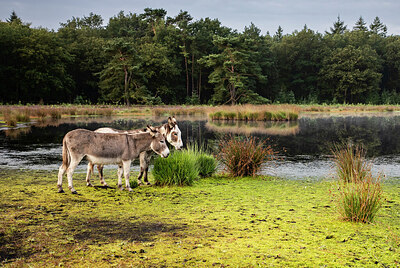 BUITEN BEELD Foto: 430459