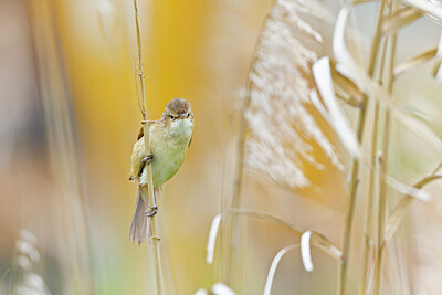 BUITEN BEELD Foto: 430470