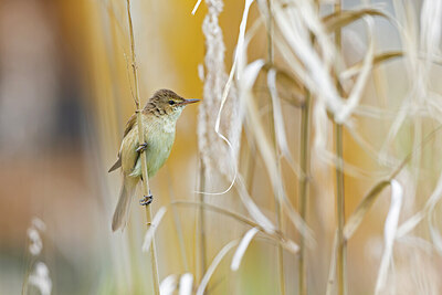 BUITEN BEELD Foto: 430471