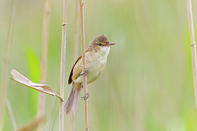 BUITEN BEELD Foto: 430472