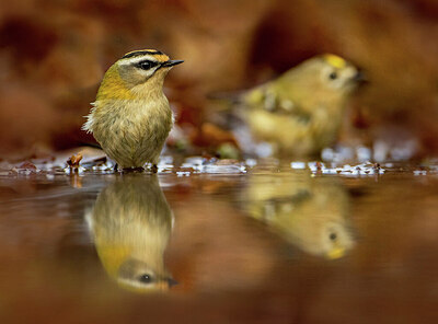 BUITEN BEELD Foto: 430475