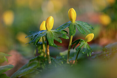 BUITEN BEELD Foto: 430485