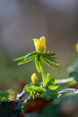 BUITEN BEELD Foto: 430490