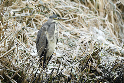 BUITEN BEELD Foto: 430511