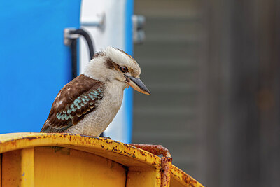 BUITEN BEELD Foto: 430540