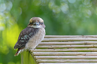 BUITEN BEELD Foto: 430543