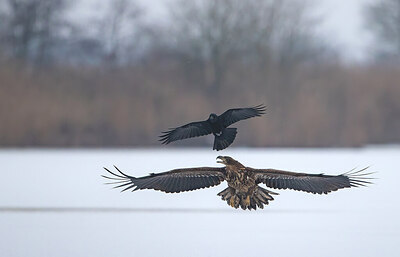 BUITEN BEELD Foto: 430555