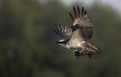 BUITEN BEELD Foto: 430558