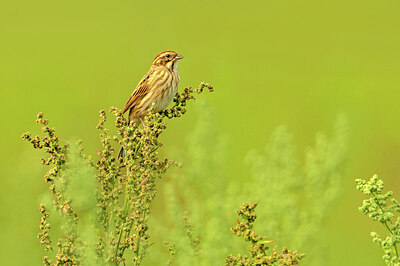 BUITEN BEELD Foto: 430576