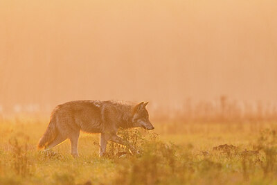 BUITEN BEELD Foto: 430585