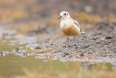 BUITEN BEELD Foto: 430593