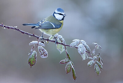 BUITEN BEELD Foto: 430597