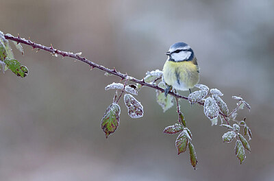 BUITEN BEELD Foto: 430598