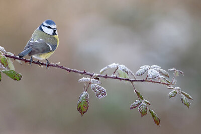 BUITEN BEELD Foto: 430599