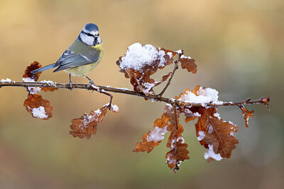 BUITEN BEELD Foto: 430601