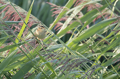 BUITEN BEELD Foto: 430614