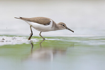 BUITEN BEELD Foto: 430623