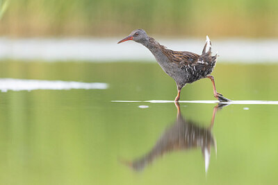 BUITEN BEELD Foto: 430624