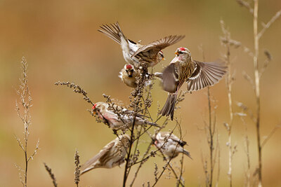 BUITEN BEELD Foto: 430644
