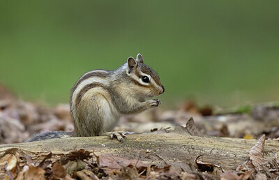 BUITEN BEELD Foto: 430646