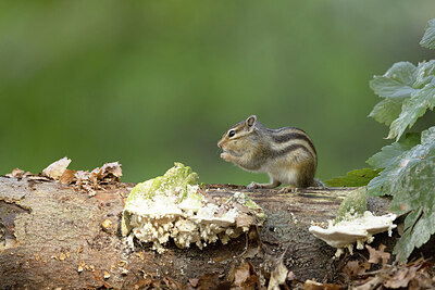 BUITEN BEELD Foto: 430650