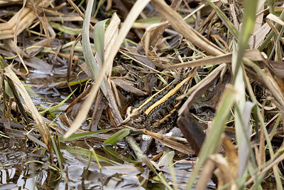 BUITEN BEELD Foto: 430654