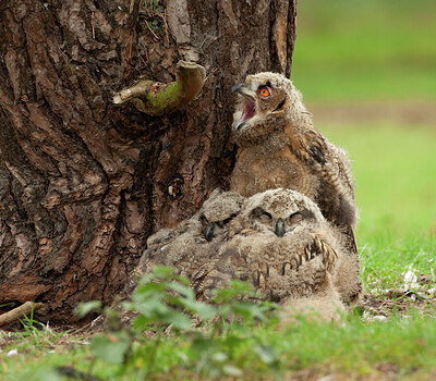 BUITEN BEELD Foto: 430676