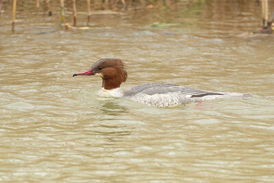 BUITEN BEELD Foto: 430691