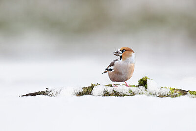 BUITEN BEELD Foto: 430694