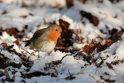 BUITEN BEELD Foto: 430700