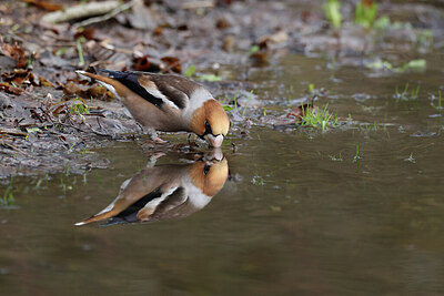 BUITEN BEELD Foto: 430712