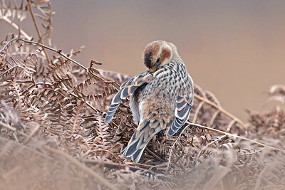 BUITEN BEELD Foto: 430722