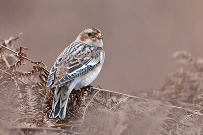 BUITEN BEELD Foto: 430723